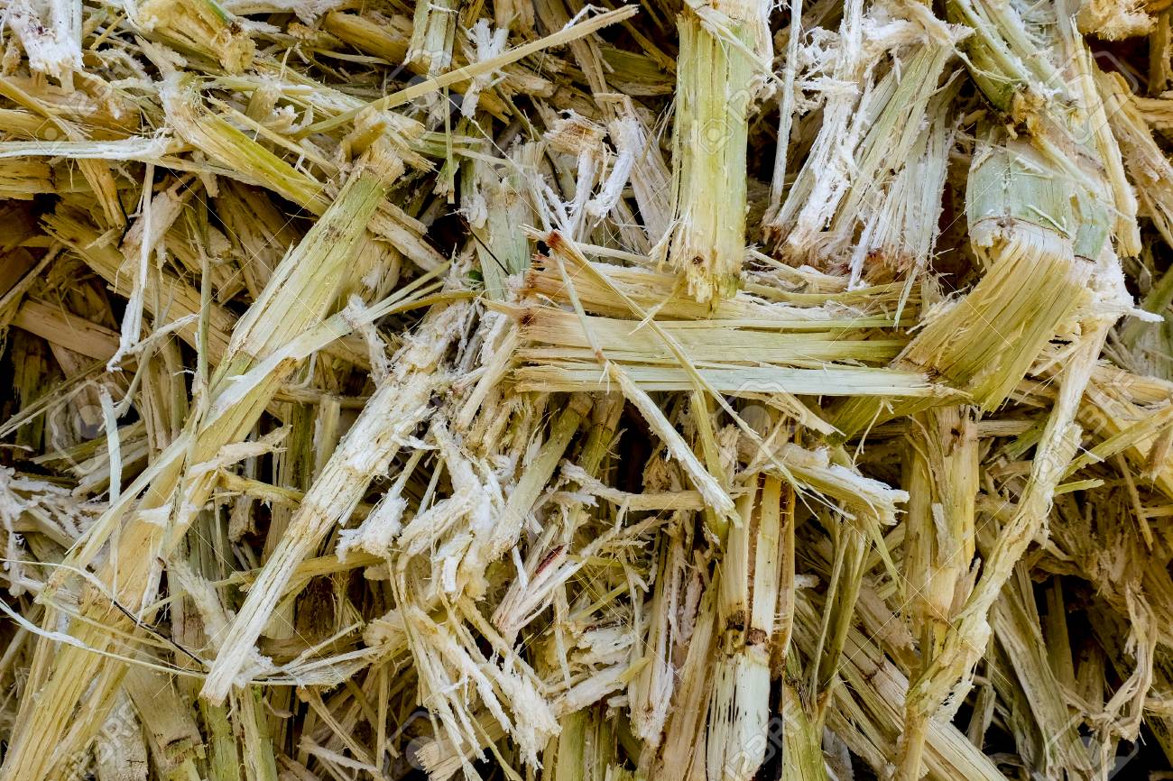 Sugarcane Bagasse. Close up of bagasse is the fibrous material left over from the sugarcane extraction process of sugar factory industrial.